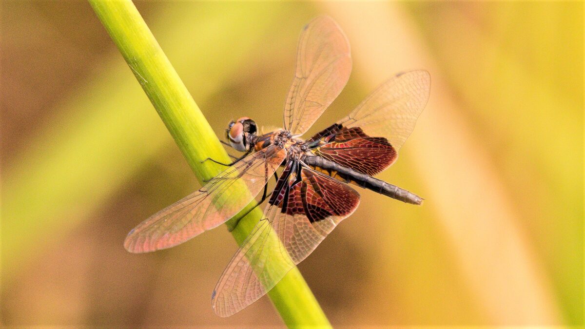 A dragonfly resting on a reed