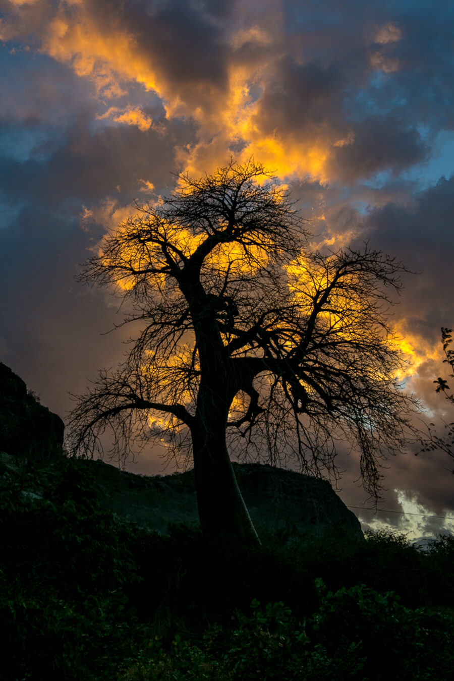 A tree's branches spreading like a nervous system against a glowing sky