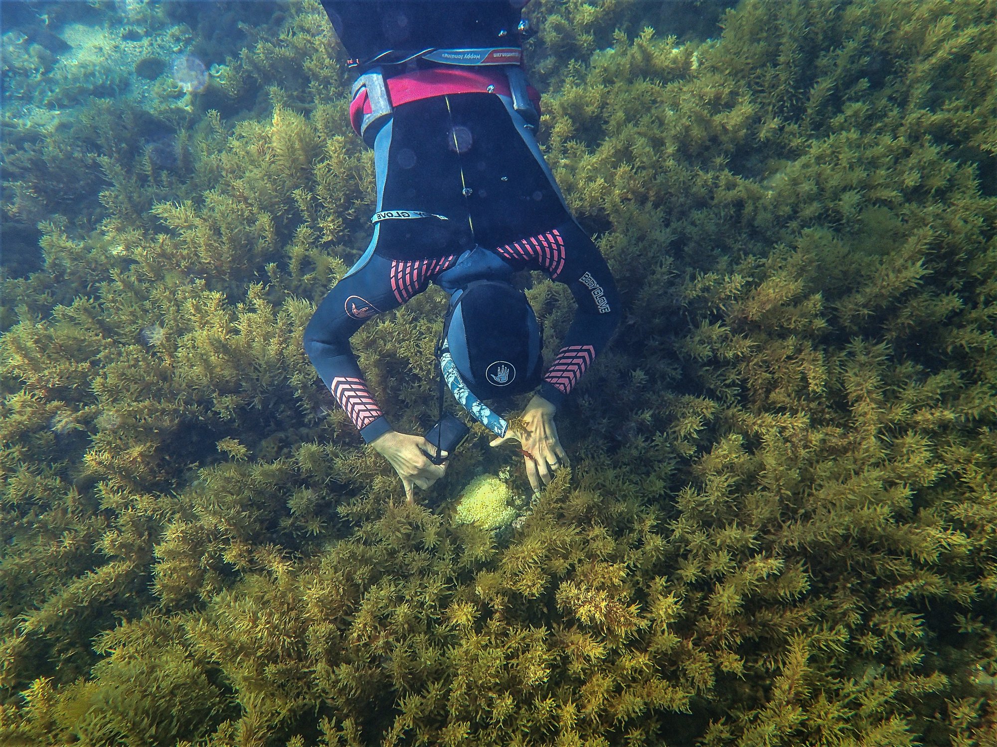 Sarah freediving in sunlit water