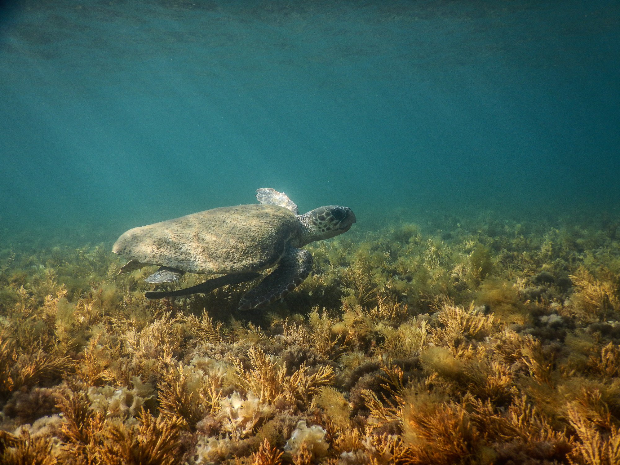 A sea turtle gliding through clear water
