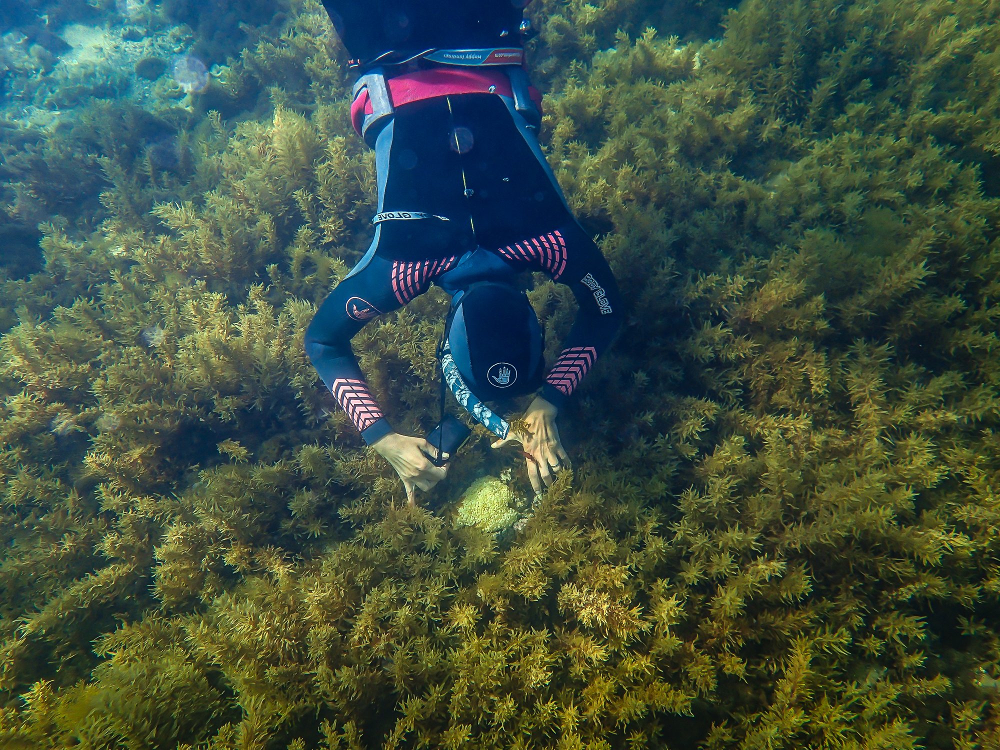 Sarah freediving over a seagrass meadow during fieldwork